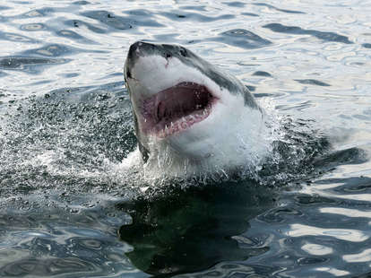Shark Attack Water Racer New England Event Rental - Party Vision