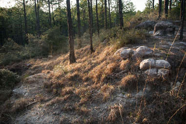 Kisatchie National Forest