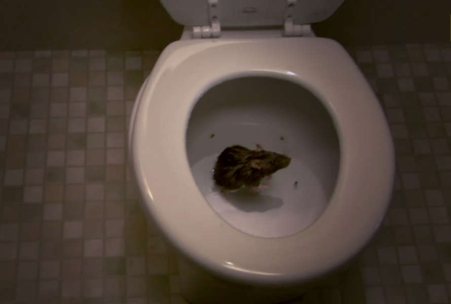 Toilet Rats National Geographic Video Shows Sewer Vermin Can Climb Up