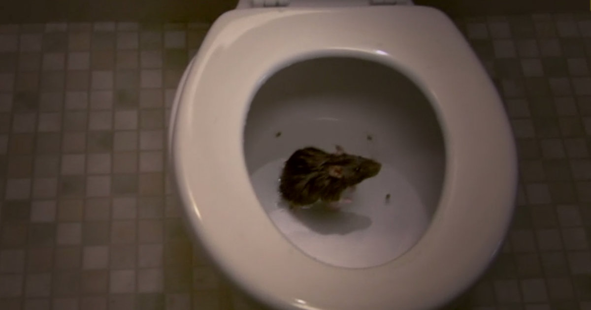 Toilet Rats National Geographic Video Shows Sewer Vermin Can Climb Up