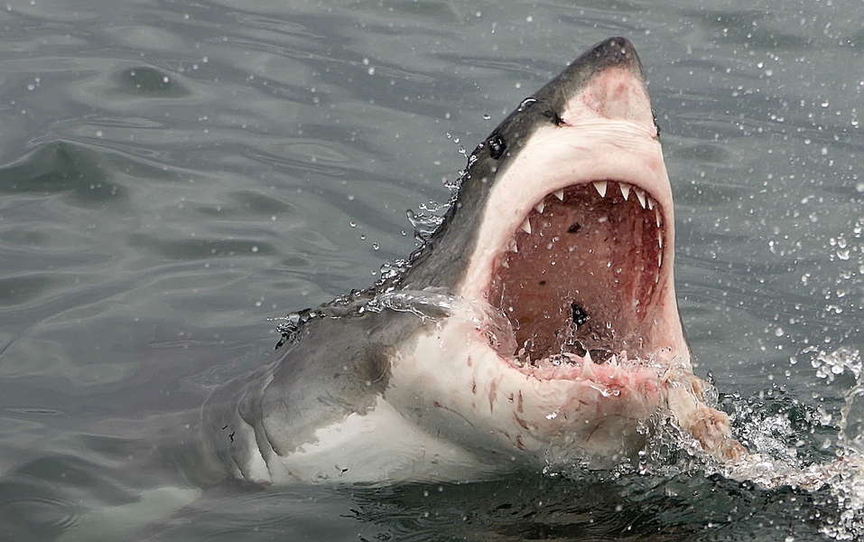 Shark Attacks at San Diego Beaches - Thrillist