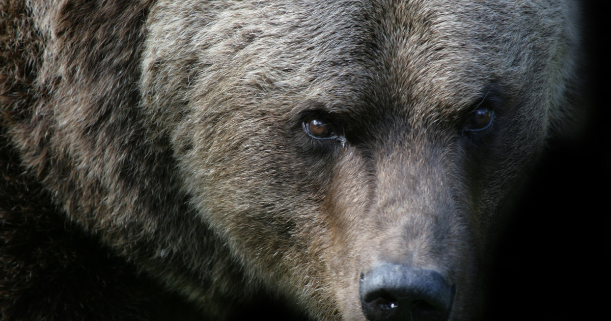 The 11 Animals Most Likely to Kill You in the United States Thrillist