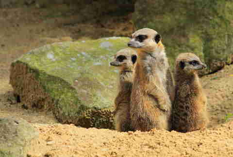 Tiger mulch Tiger mulch