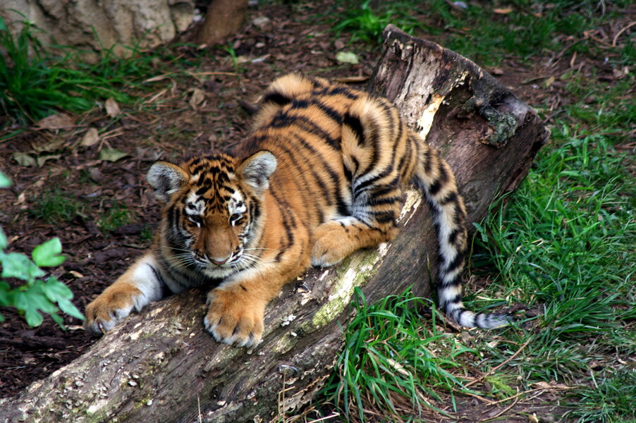 The best places to see tigers in the wild in 2022 – Lonely Planet - Lonely  Planet