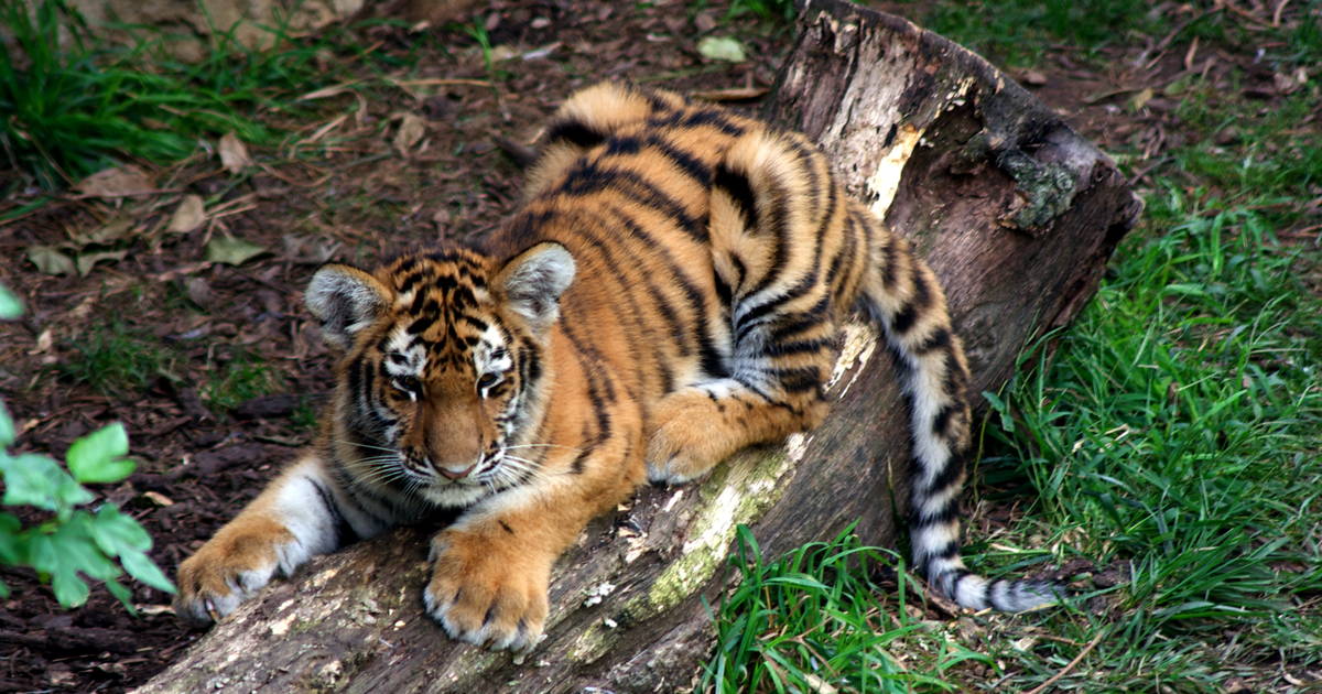 Zoo Animal Diets - What Does a Tiger Eat? - Thrillist