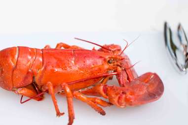 How to cook lobster -- Thrillist Recipes