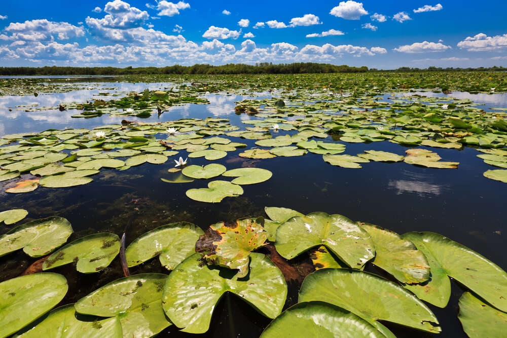 Danube Delta, Romania