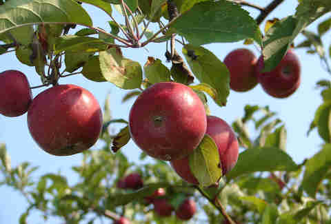 Apple Picking Near Me in NYC: Best Orchards to Pick Apples ...
