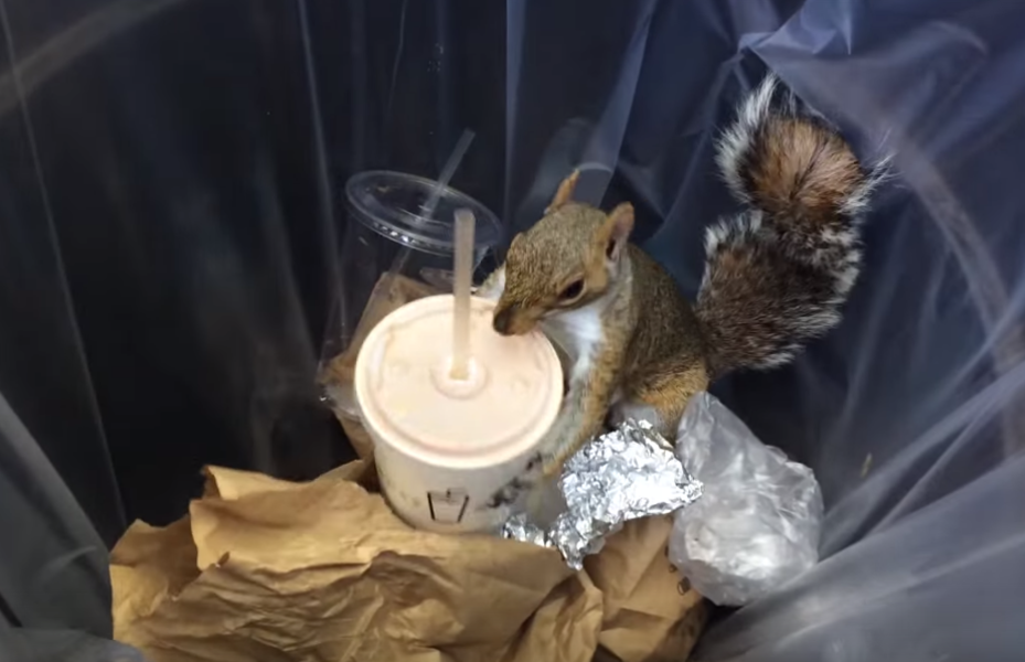 'Milkshake Squirrel' Steals Shake Shack, Makes 'Pizza Rat' Look Bad