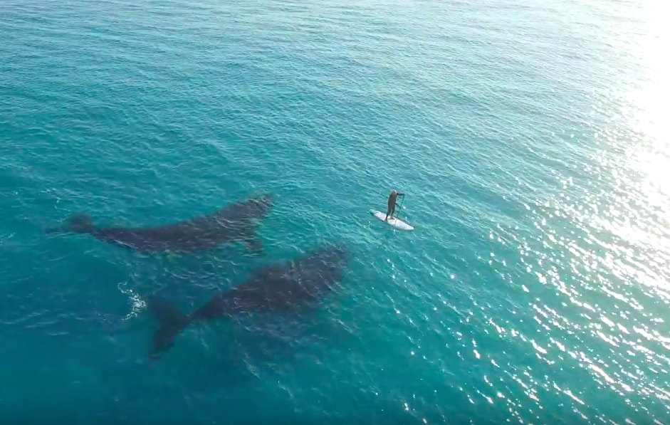 Stunning Video Shows a Paddle Boarder's Close Encounter With Whales