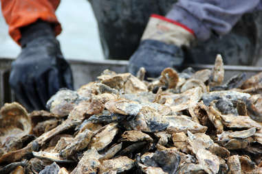 Oyster farmer sorting oysters