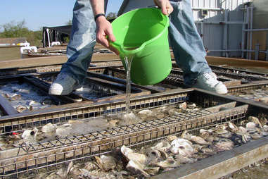 Oyster farm