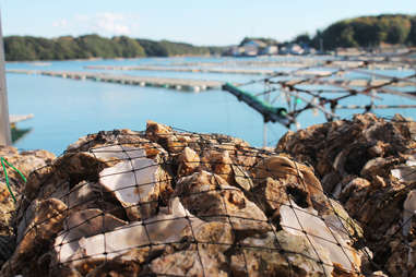 Bagged up oysters