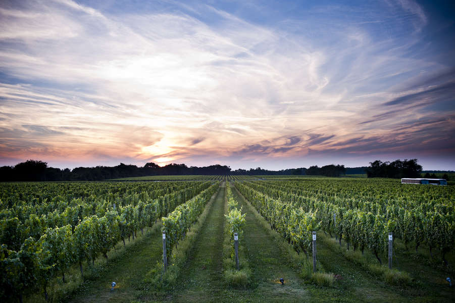 Why Long Island Wine Country Is Just as Legit as Napa Thrillist
