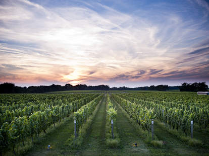 Why Long Island Wine Country Is Just As Legit As Napa Thrillist