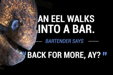 Eel walks into a bar