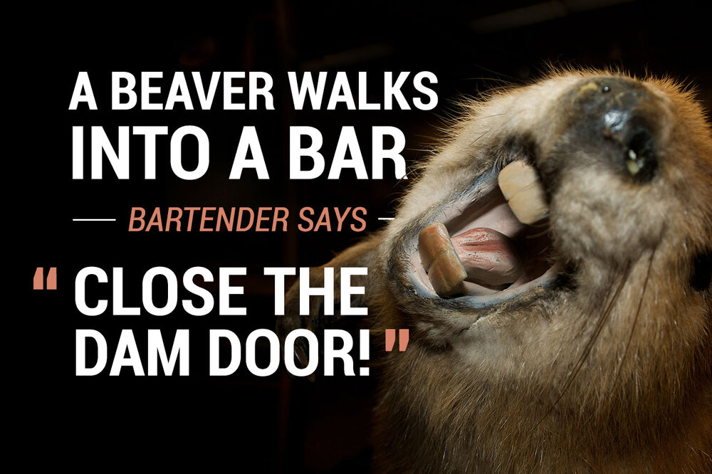 38 Animal Walks Into A Bar Jokes Thrillist