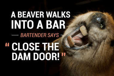 Beaver walks into a bar