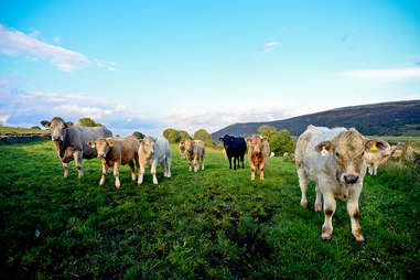 Cows in a field