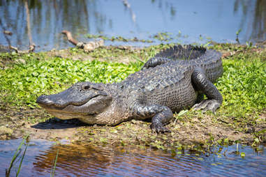 Gator