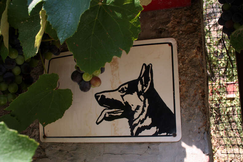 are grapes or chocolate worse for dogs