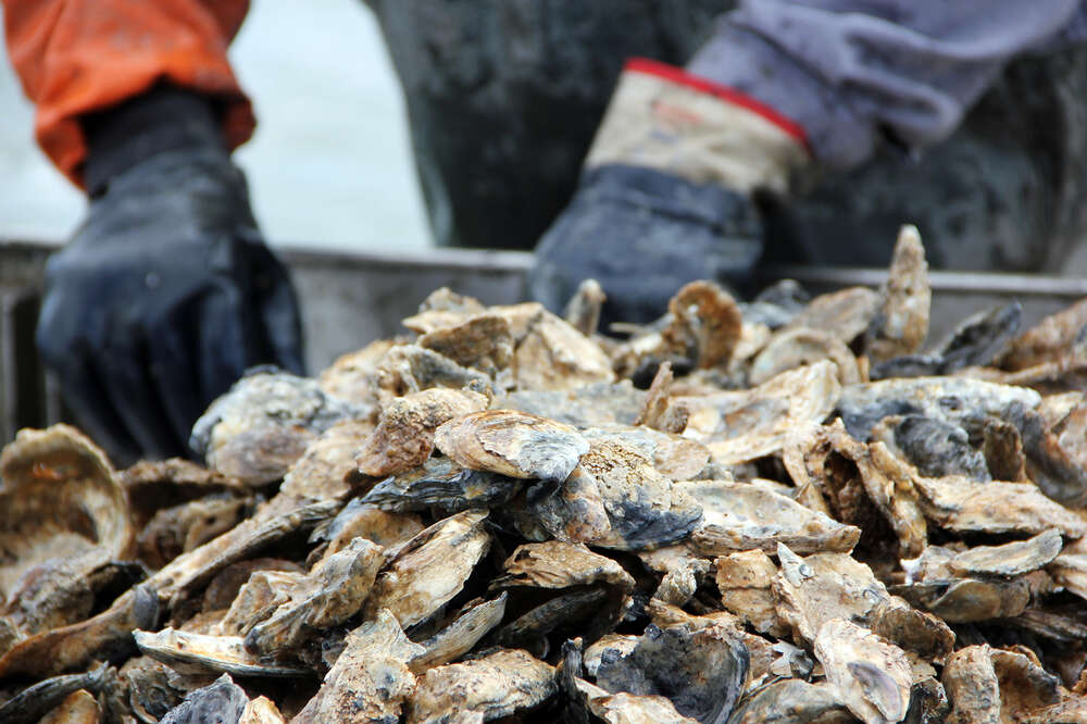 Oyster Shells Are an Antacid to the Oceans - The New York Times