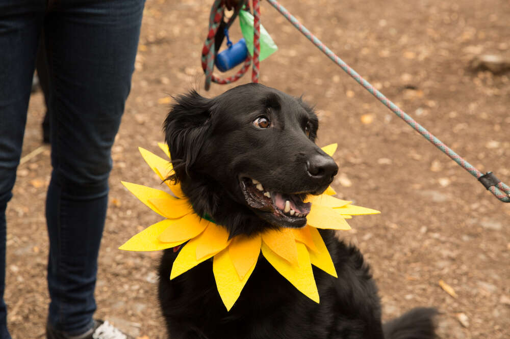 Dog costumes shop for black dogs