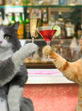 Cats Drinking!