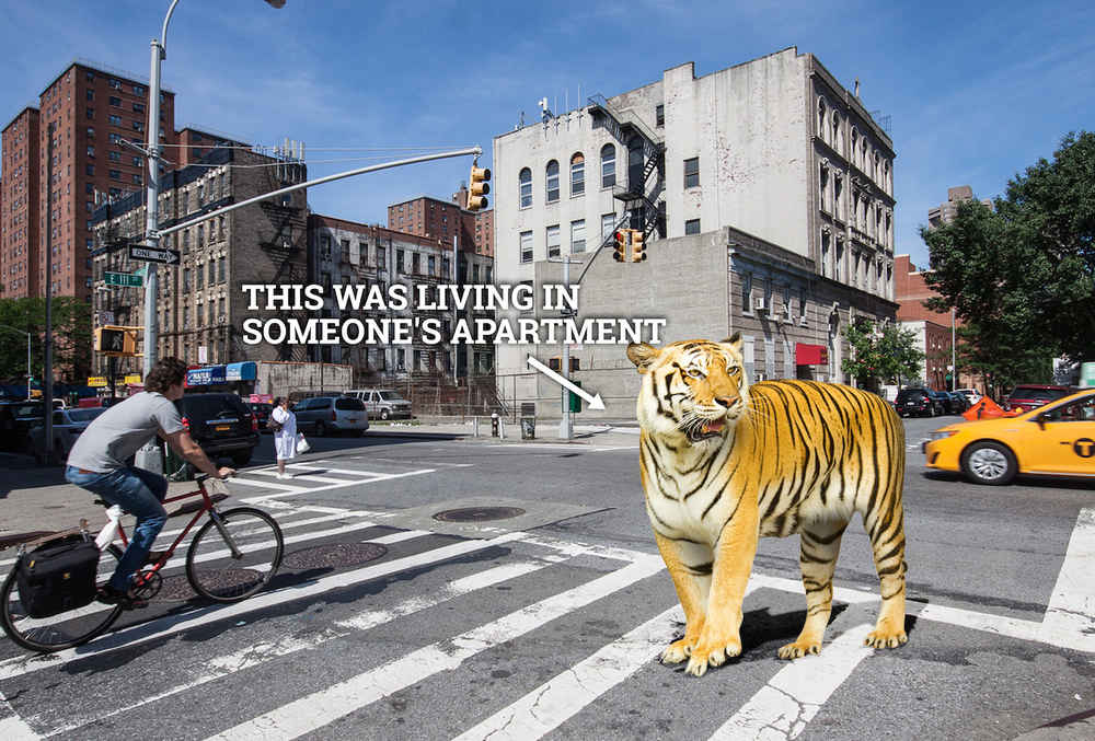 The 11 Weirdest Crimes In Nyc History Thrillist