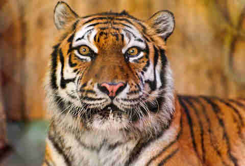 Tiger In Brooklyn Apartment Latest Bestapartment 2018