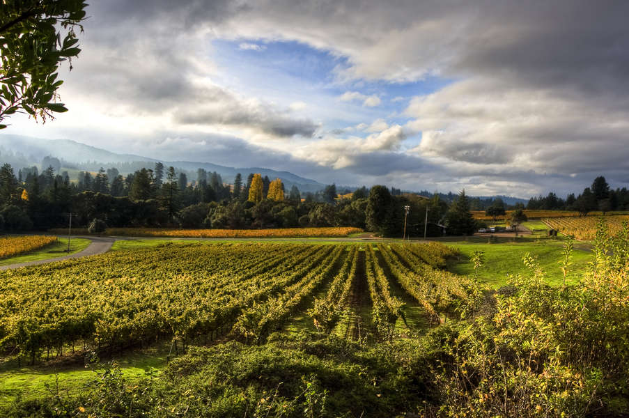 Best Wine Regions in the US The Most Underrated Wineries in America