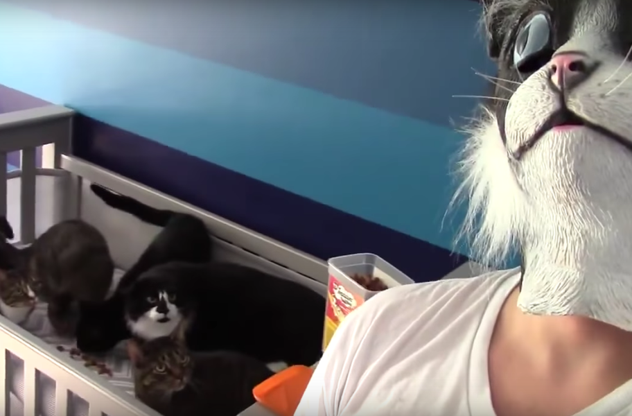Man in a Cat Mask Scares the Crap Out of His Cats Thrillist
