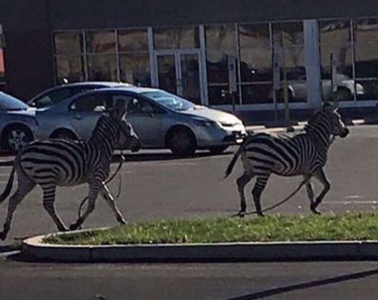 Zebras Escape Circus, Run Wild in Philadelphia Thrillist(02)