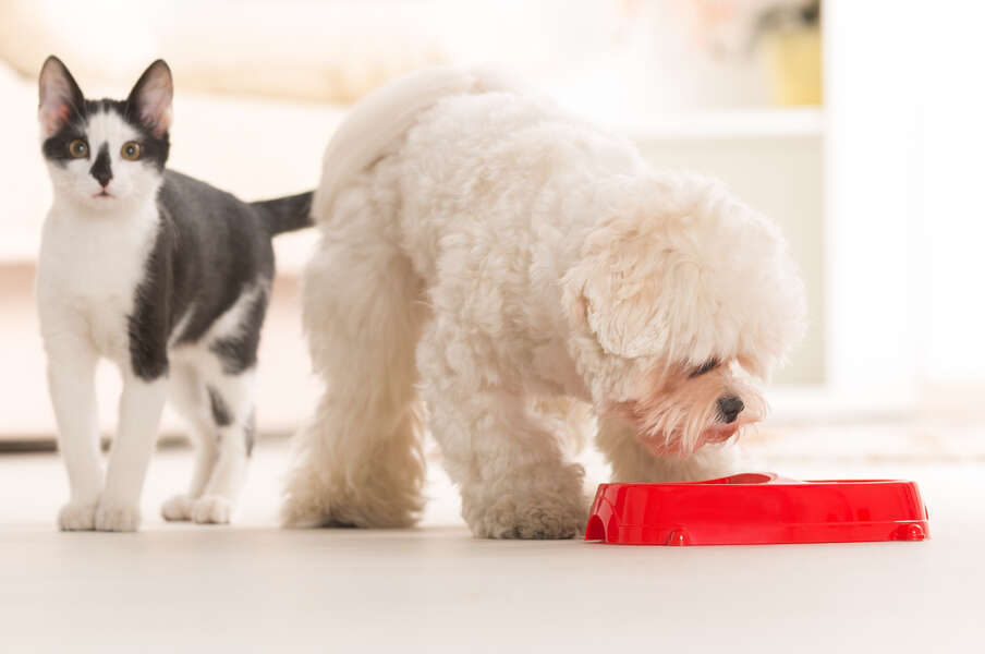 Why Are Cats Picky Eaters? Difference Between Cats And Dogs Diet
