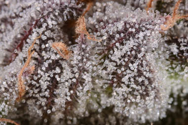 macro shot of cannabis trichomes