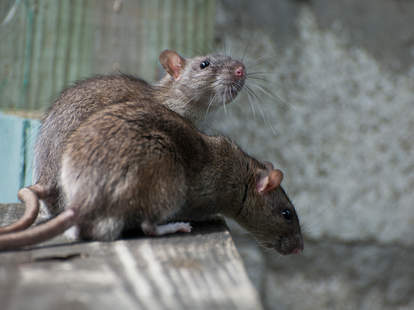 Selfie Rat And Other Rats New York Media Wants To Make Happen Thrillist