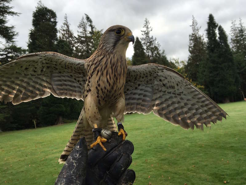 Drink Scotch. Fly Falcons. And Everything Else to Do in Scotland’s ...