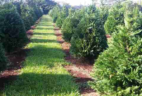 Christmas farm tree hawaii traditions holiday Why Oahu, Hawaii for Christmas is the Best Holidays Desti - Thrillist