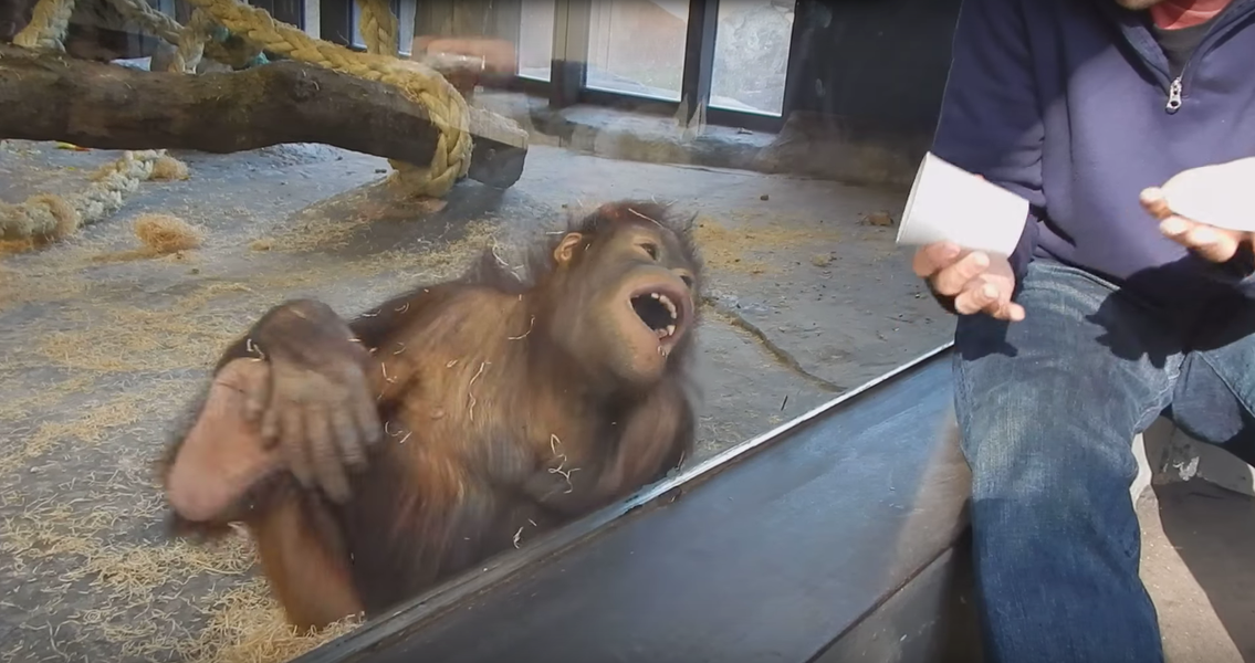 Orangutan Laughs at Magic Trick Thrillist
