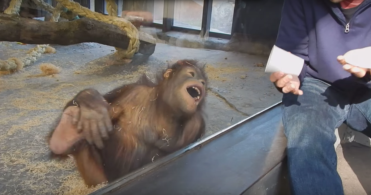 Orangutan Laughs at Magic Trick Thrillist