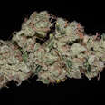 closeup of sour diesel cannabis strain bud
