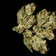 closeup of OG Kush cannabis strain