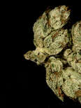 closeup of OG Kush cannabis strain