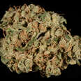 closeup of Durban Poison cannabis strain