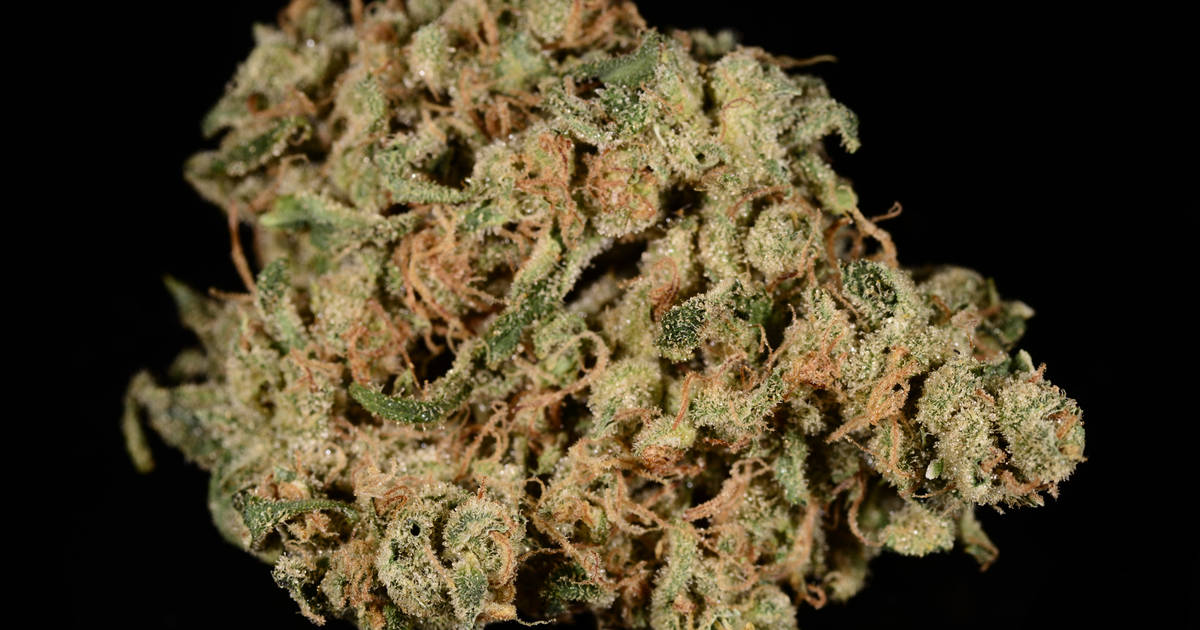 white durban strain rhythm