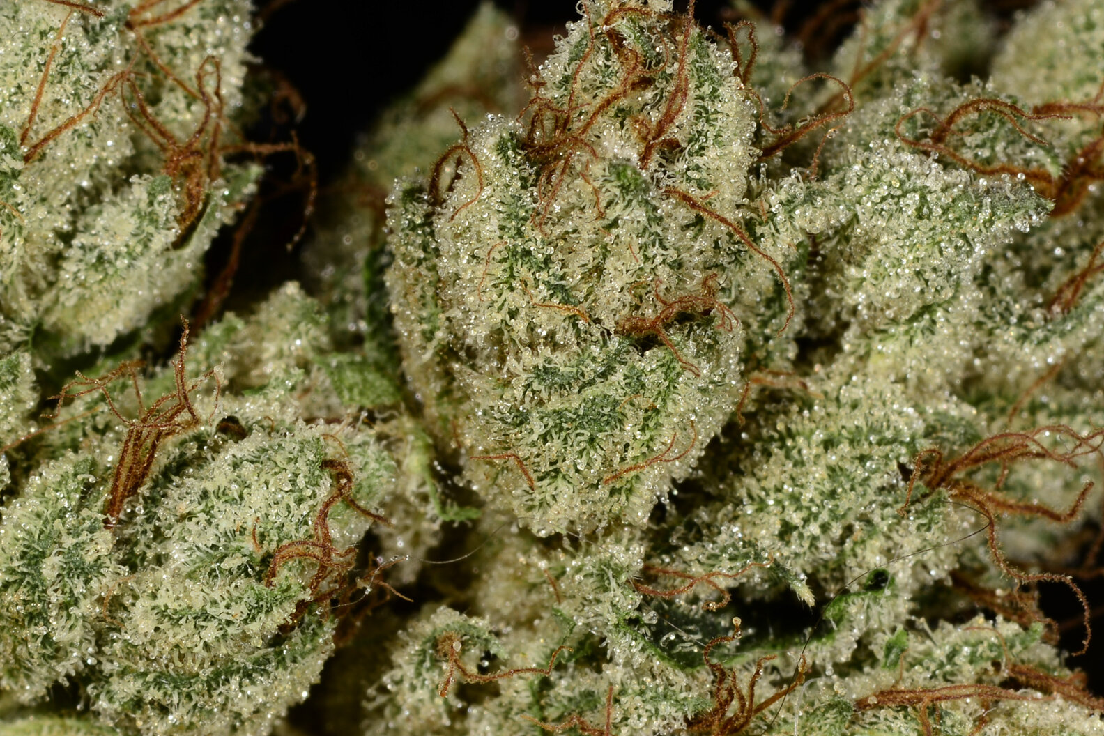 OG Kush Weed Strain Everything You Need to Know Thrillist