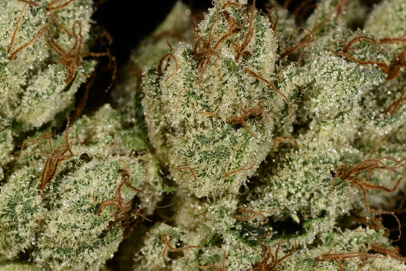 micro closeup of OG Kush cannabis strain