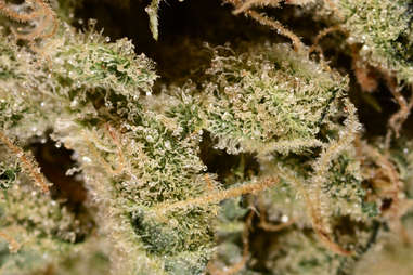 micro closeup of durban poison cannabis strain, marijuana trichomes