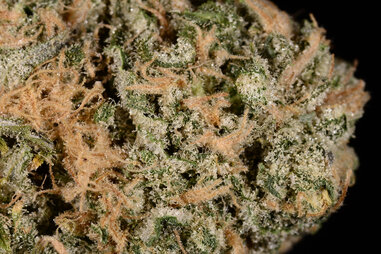 micro closeup of Blue Dream cannabis strain, marijuana trichomes