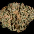 blue dream cannabis strain, closeup of marijuana bud